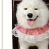 Samoyed needle-felted portrait in a dark frame, made from one photograph Samoyed needle-felted portrait in a dark frame, made from one photograph