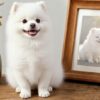 Samoyed needle-felted full-body sculpture beside its framed portrait Samoyed needle-felted full-body sculpture beside its framed portrait