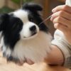 Felting the head of a border collie by hand Felting the head of a border collie by hand