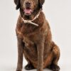 3D Printed Pet Statue — the face in detail 3D Printed Pet Statue — the face in detail