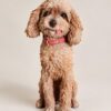3D Printed Pet Statue — the printed finish 3D Printed Pet Statue — the printed finish