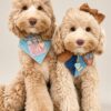 Plush Replica — two replica doodles wearing bandanas