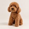 Plush Replica — a single replica toy poodle