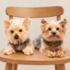 Plush Replica — two replica yorkshire terriers on a chair