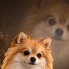 A needle-felted Pomeranian portrait with the original photograph behind it