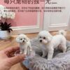 3D printed poodle figurine held in the hand for scale 3D printed poodle figurine held in the hand for scale