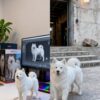 Two 3D printed bichon figurines side by side Two 3D printed bichon figurines side by side